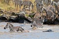 Group of zebras crossing the river Mara