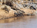 Group of zebras drinking water Royalty Free Stock Photo