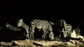 Group of Zebras drinking water