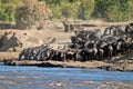 Group of zebras drinking water at the river Royalty Free Stock Photo