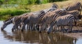 Group of zebras drinking water from the river. Kenya. Tanzania. National Park. Serengeti. Maasai Mara.