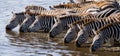 Group of zebras drinking water from the river. Kenya. Tanzania. National Park. Serengeti. Maasai Mara.