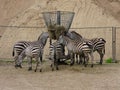 Group of zebras eating dry grass from a large metal feeder at a zoo Royalty Free Stock Photo