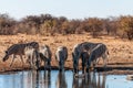 A group of Zebras in Etosha Royalty Free Stock Photo