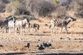 A group of Zebras in Etosha