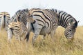 Group of zebras grazing together in a grassy field. Royalty Free Stock Photo