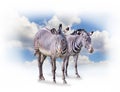 A group of zebras isolated on the white background in Africa. Behind them is the blue sky. It is a natural background with African Royalty Free Stock Photo