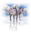 A group of zebras isolated on the white background in Africa. Behind them is the blue sky. Their shadow is reflected on the ground Royalty Free Stock Photo