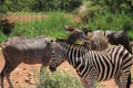 Group of zebras and kudu