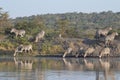 Group of zebras in lake Mburo National park in Uganda