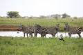 Group of zebras at a riverbank in Tsavo East National park, Kenya, Africa Royalty Free Stock Photo