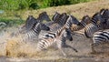Group of zebras running across the water. Kenya. Tanzania. National Park. Serengeti. Maasai Mara.