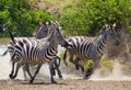 Group of zebras running across the water. Kenya. Tanzania. National Park. Serengeti. Maasai Mara.