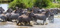 Group of zebras running across the water. Kenya. Tanzania. National Park. Serengeti. Maasai Mara.