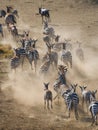 Group of zebras running in the dust. Kenya. Tanzania. National Park. Serengeti. Maasai Mara.