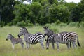 A group of zebras are seen in Okavango Delta Royalty Free Stock Photo