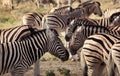 Zebras in Serengeti National Park
