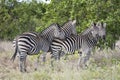 group of zebras in shrubland at Kruger park wild countryside, South Africa Royalty Free Stock Photo