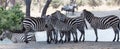 Group of zebras standing on river bank