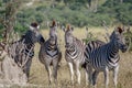 Group of Zebras starring at the camera.