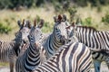 Group of Zebras starring at the camera.