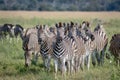 Group of Zebras starring at the camera.