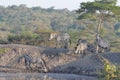 Group of zebras walking around rocks in a national park in Uganda