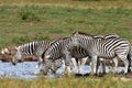 Group of zebras at waterhole,South Africa