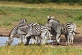 Group of zebras at waterhole,South Africa