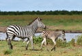 Group of zebras at waterhole,South Africa