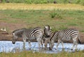 Group of zebras at waterhole,South Africa