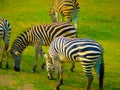 A group of zebras in the wild resting in a meadow