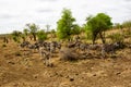 Group of Zebras in the wild Royalty Free Stock Photo