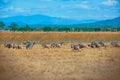 Zebras and wildebeest in Mikumi national park