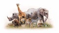 Group of Zoo Animals Together Isolated