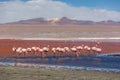 Groupd of Flamingos at the Laguna Colorida in Bolivia. One of the most exotic touristic destination in South America. Volcanos in Royalty Free Stock Photo