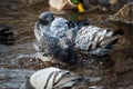 Pigeons birds bathing