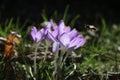 Group of crocusses in spring Royalty Free Stock Photo