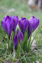 Group of crocusses in spring Royalty Free Stock Photo