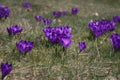 Group of crocusses in spring Royalty Free Stock Photo