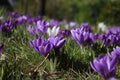 Group of crocusses in spring Royalty Free Stock Photo