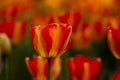 Groupe of  macro blooming red orange tulips Royalty Free Stock Photo