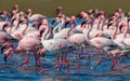 Groupe of pink flamingo birds on the blue lagoone on a sunny day.