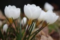 Groupe of white flowering crocusses Royalty Free Stock Photo