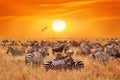 Groupe of wild zebras and antelopes in the African savanna against a beautiful orange sunset. Wild nature of Tanzania.