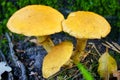 Grouped Rustgill Gymnopilus junonius