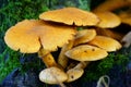 Grouped Rustgill Gymnopilus junonius