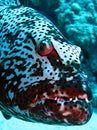 Grouper Royalty Free Stock Photo