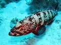 Grouper Royalty Free Stock Photo