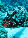 Grouper Royalty Free Stock Photo